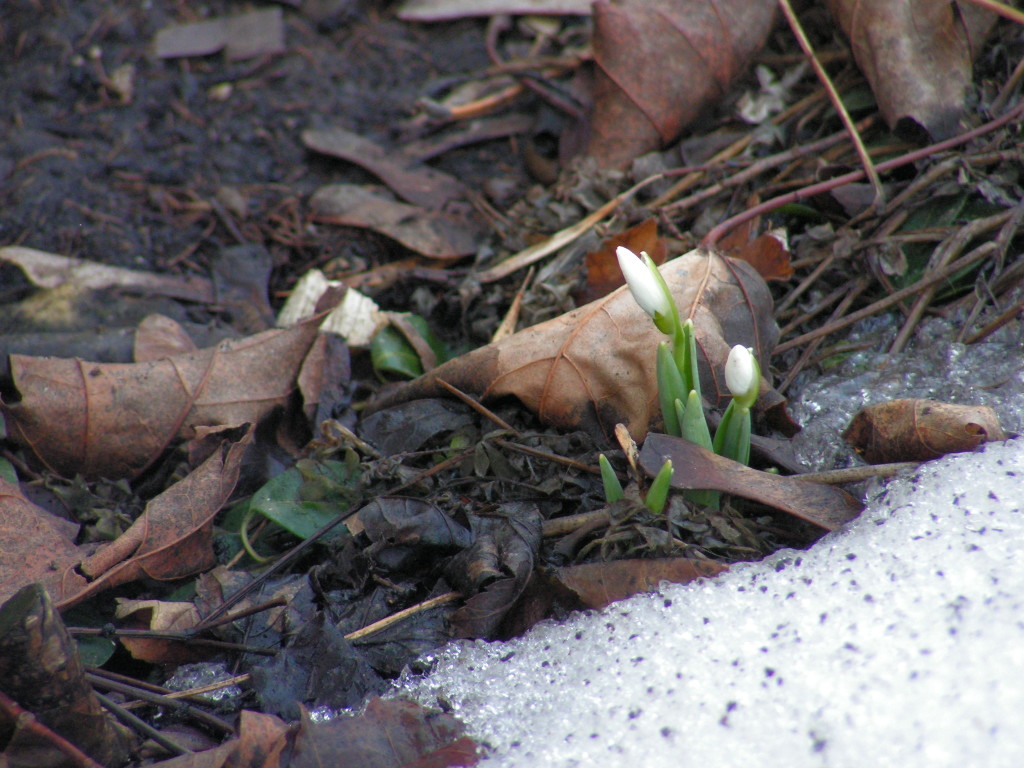 Snowdrop March 11, 2014