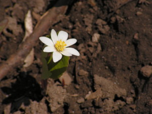 bloodroot blossom