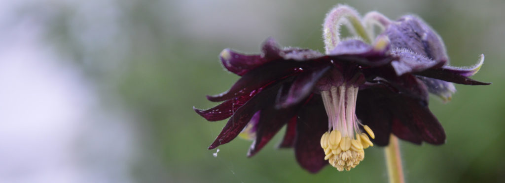 columbine