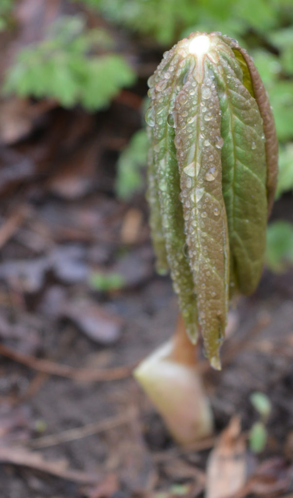 mayapple