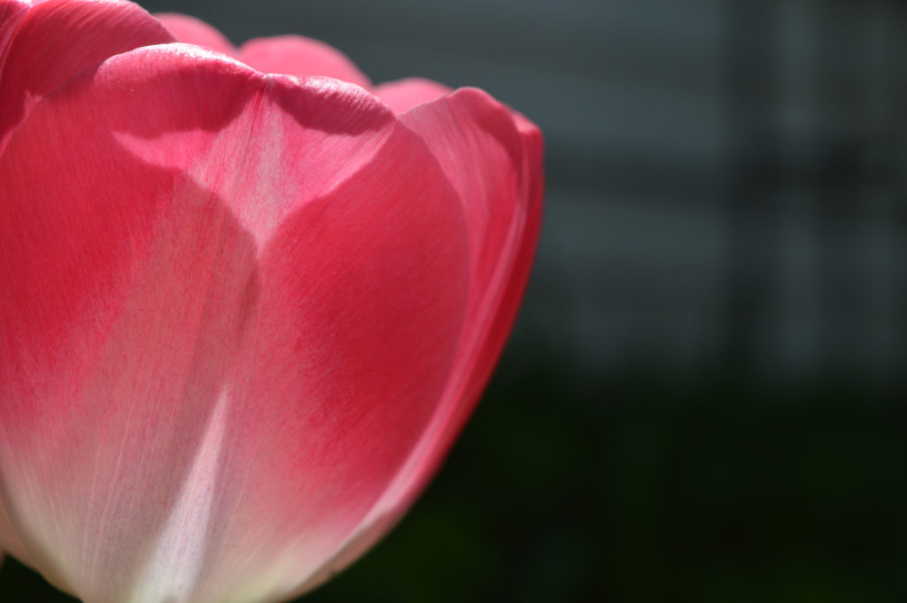 pinktulip