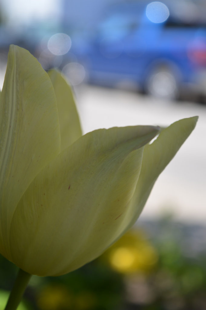 tulipandtruck