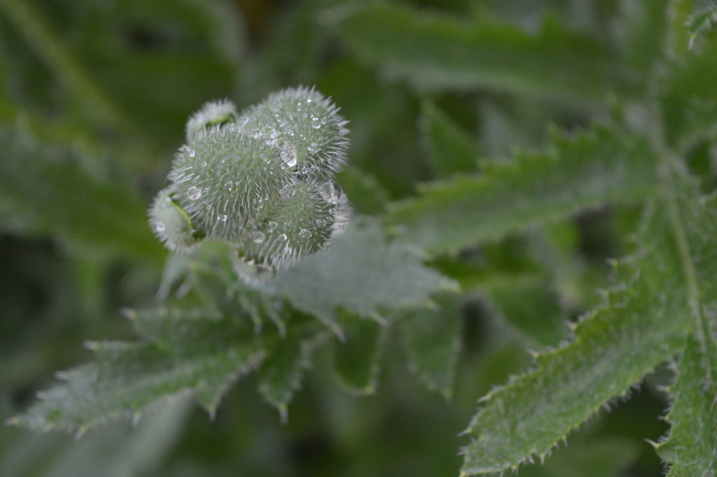 wetbristles