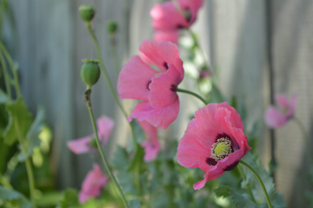 fencepoppy