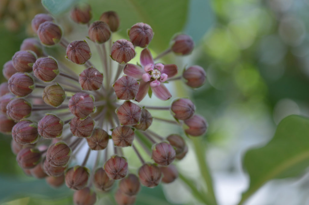 milkweed