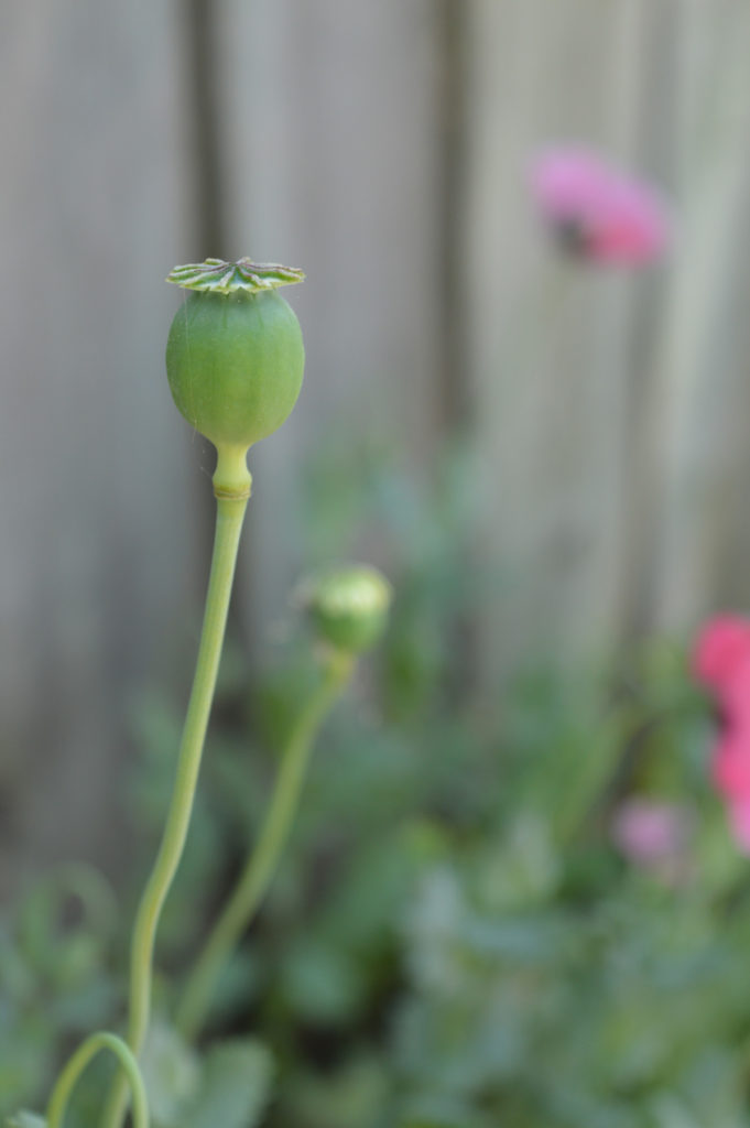 poppypot