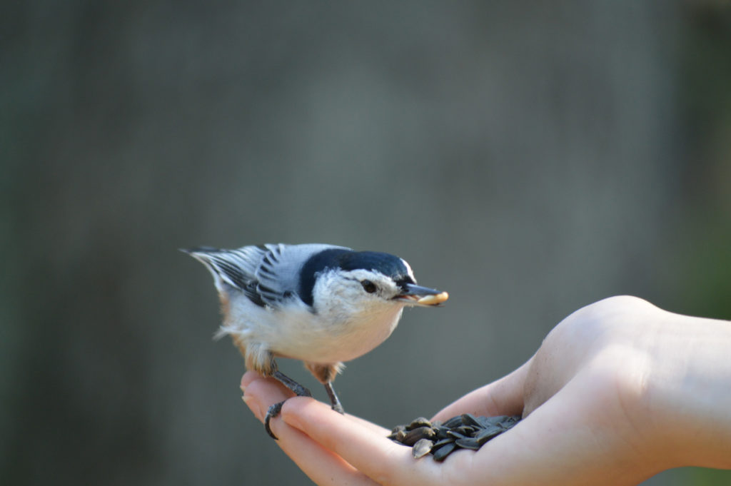 nuthatch